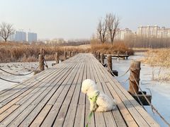 -马家湾湿地公园