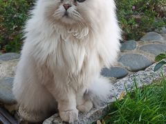 -喵屿·大理花园猫咖