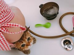 -十年猫舍·猫咪专门店(普陀店)