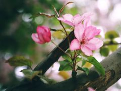 -海棠花溪(元大都城垣遗址公园)