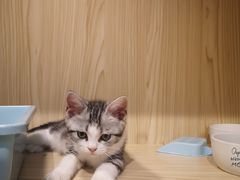 -屋虎猫馆(宝安大仟里店)