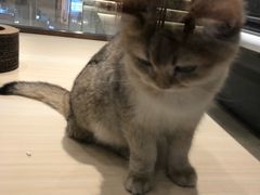 -momokira米努特·德文卷毛猫·棉花面纱犬