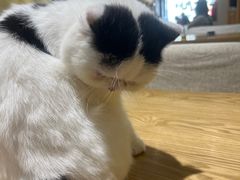 -藏猫猫咖啡主题馆(中央大道店)