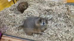 -神奇动物撸宠馆·羊驼·小浣熊·异宠(豫园店)