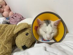 -瑞派康怡24h宠物医院·犬猫医疗中心·微创绝育(瑞景分院)