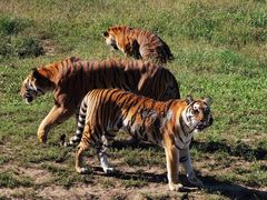 -沈阳森林动物园