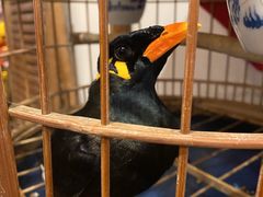 -太平张醪糟(西川店)