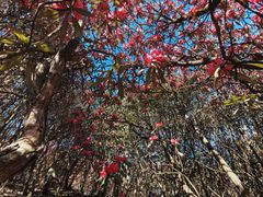 -贵州百里杜鹃风景名胜区