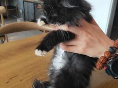-平行世界·猫咖(首经贸店)