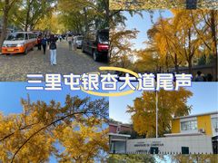-三里屯东五街银杏大道