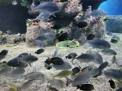 -沙沙哗啦海洋馆(华宇百花谷店)