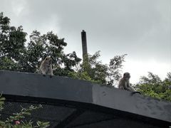 -新加坡飞禽公园