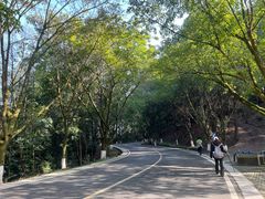 -铁山坪森林公园