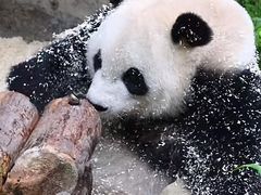 -泉州海丝野生动物世界