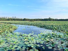 -荷塘月色湿地公园·向阳花洲