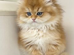 -lincat·猫舍(广州店)