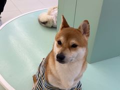 -怪兽屋·羊驼·猫咖·狗咖(俊华广场店)