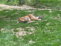 -北京野生动物园