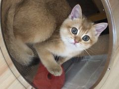 -爱侣宠医·鹦鹉专科·小型哺乳类·异宠专科(灵石路店)