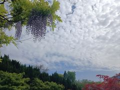 -嘉定紫藤园