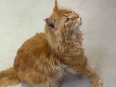 -Heymao猫咖.咖啡厅(东门店)