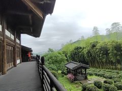 -大唐贡茶院