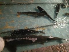 -鱼窝棚柴火铁锅炖(富山屯店)