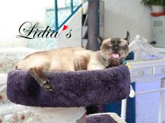 猫-Sirena海妖日咖夜酒