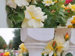 -朝阳公园