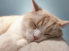 -安格丽娜·狗咖·猫咖羊驼咖(春熙路百盛商场店)