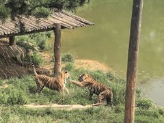 -西霞口神雕山野生动物世界