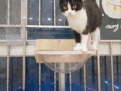 -有喵·猫咖·狗咖·30几只猫10只小狗(岗厦店)