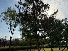 -汉长安城未央宫国家考古遗址公园