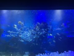 -江和美海洋公园