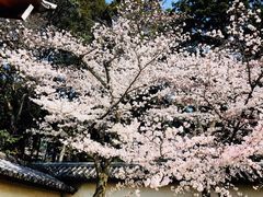 -醍醐寺