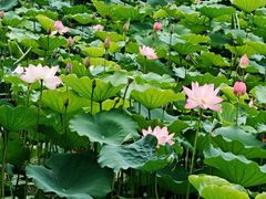 -荔湾湖公园