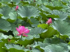 -阿尔丁植物园