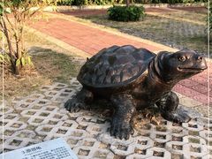 -广东惠东海龟国家级自然保护区