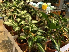 -Country Lane咖啡·意粉(荔园新天地店)