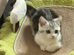 -屋虎猫馆(宝安大仟里店)