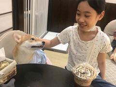 -逗柴咖啡屋·狗咖猫咖宠物桌游