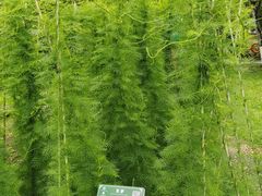 -广西壮族自治区药用植物园