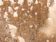 -野鸭湖国家湿地公园