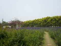 -广东花都香草世界旅游度假区