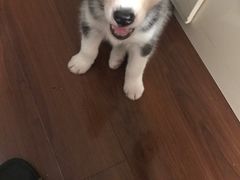 -翊宠yipet猫狗购宠庄园犬舍•猫舍