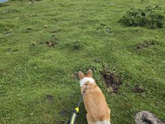 -芦芽山旅游度假区