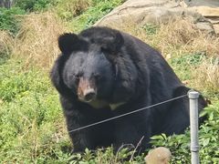 -都江堰中华大熊猫苑