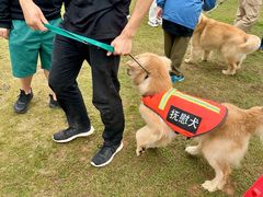 -良成狗狗乐园