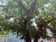 -大树下饭店(春晓镇慈岙社区卫生服务站南)