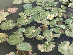 -大湾区中央湿地公园